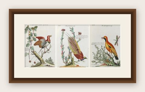 Stunning Birds of Paradise from Seligmann's Rare Birds Collection (1770-1773), shown framed