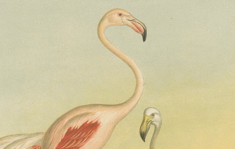Antique Chromolithograph of Flamingos, Phoenicopterus roseus, c.1890, close-up 2