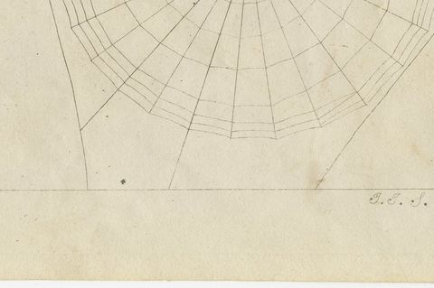 Spider Webs with Hatching Spiderlings, Antique Bertuch Print, circa 1805, close-up 2