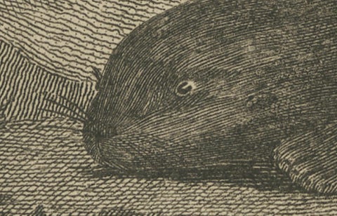 Antique Print of a Sea Otter of Nootka Sound in British Columbia, Canada, 1801, close-up 1