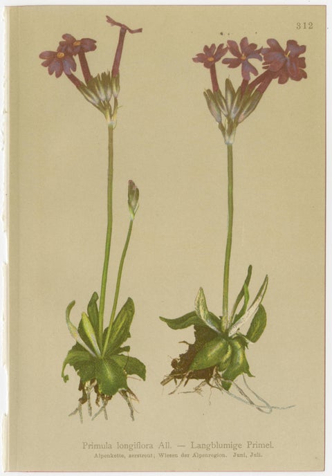 Alpine Botanical Prints Set of 6, Antique Chromolithographs, Primula Series 1897, view 5