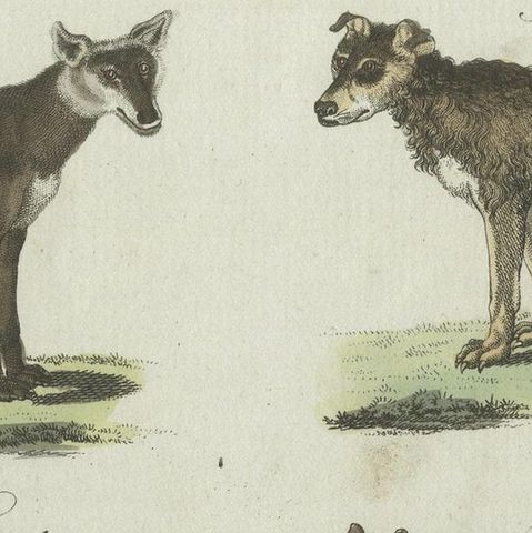 Antique Print of 6 Dog Breeds, most likely including the Western Siberian Laika, close-up 3