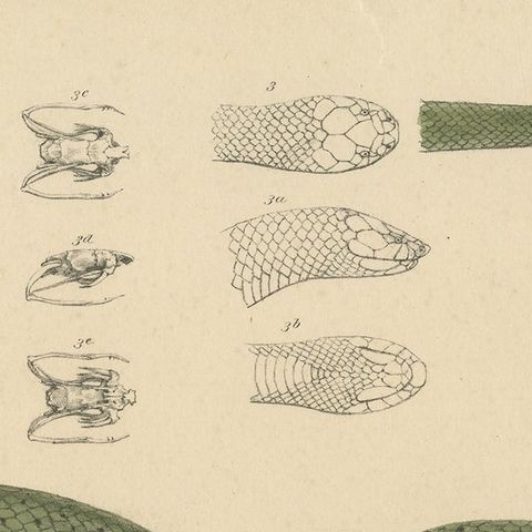 Antique Print of Philothamnus and other Snake Species, close-up 1