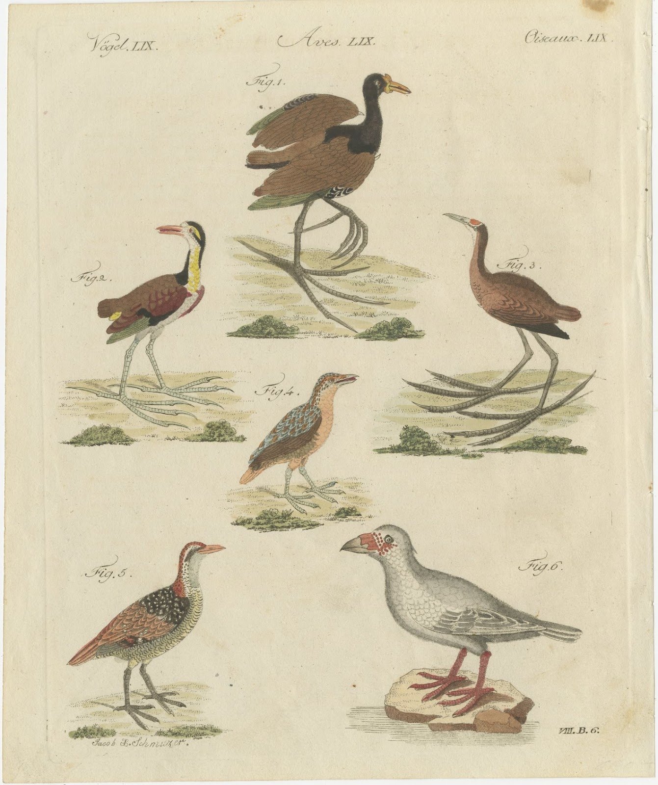 Jacanas and Wading Birds with Long Toes, Antique Bertuch Print, circa 1805