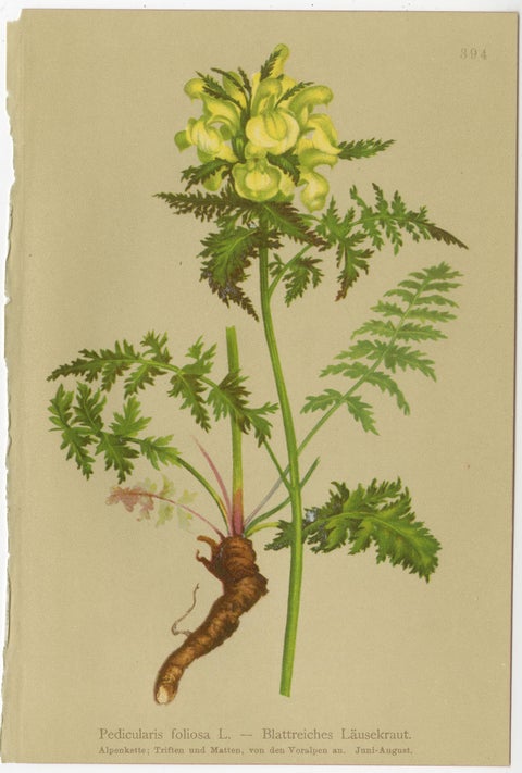 Antique Alpine Botanical Chromolithographs, Set of 4 Small Prints, Germany 1897, view 6