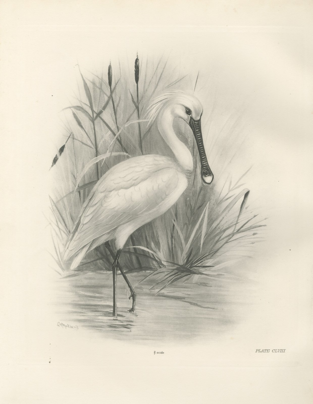 Spoonbill Wading Among Reeds and Reedmace after Lilian Medland, c. 1909