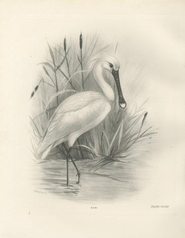 Spoonbill Wading Among Reeds and Reedmace after Lilian Medland, c. 1909