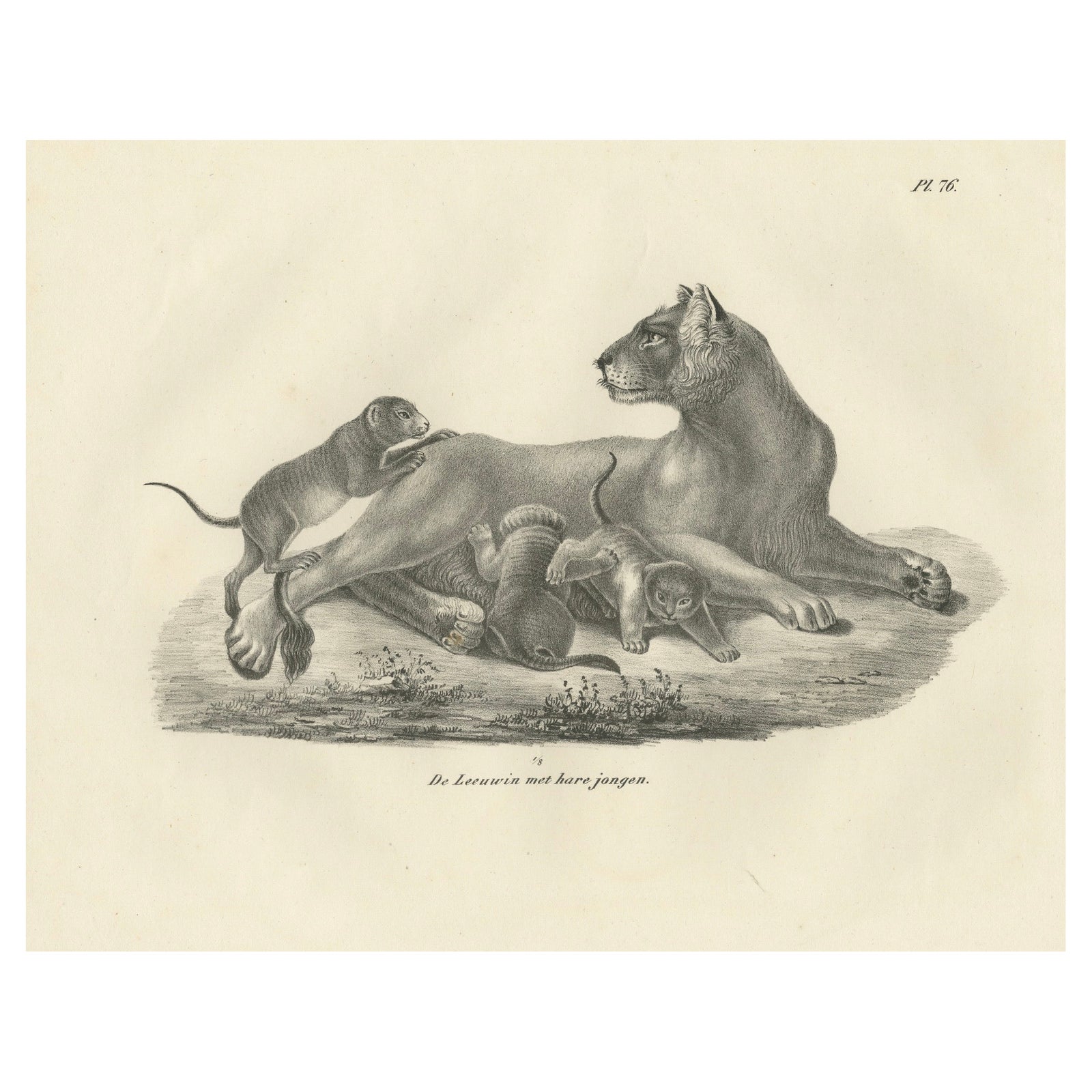 19th-Century Lithograph of a Lioness with Her Playful Cubs in the Wild
