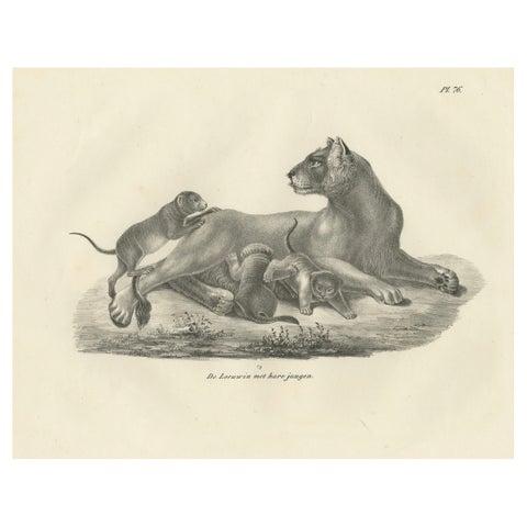 19th-Century Lithograph of a Lioness with Her Playful Cubs in the Wild