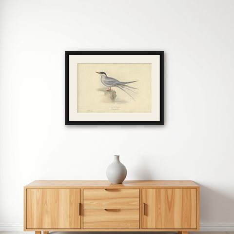 Antique Bird Print of the Arctic Tern by Gould, 1832, shown framed on a wall