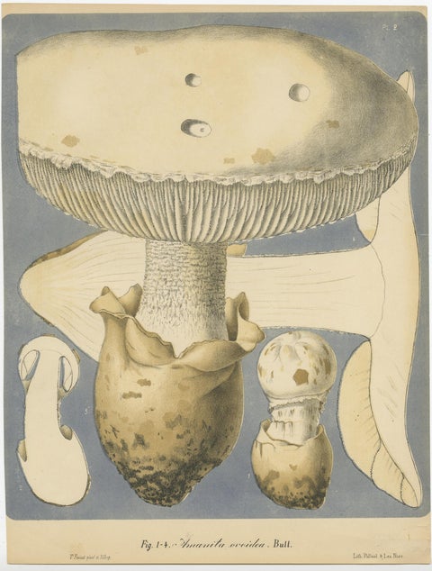 Set of 6 Antique Mycology Prints of Various Fungi by Barla, circa 1890, view 6