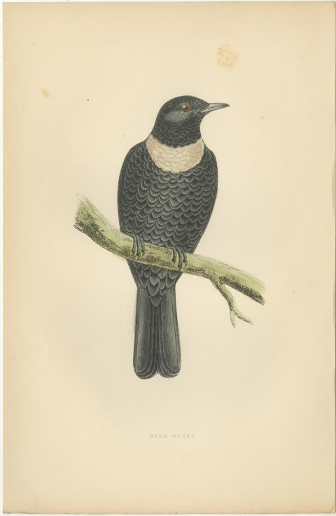 Ring Ouzel on a Lichened Branch, Hand Colored Bird Plate, Morris, 1896, view 2