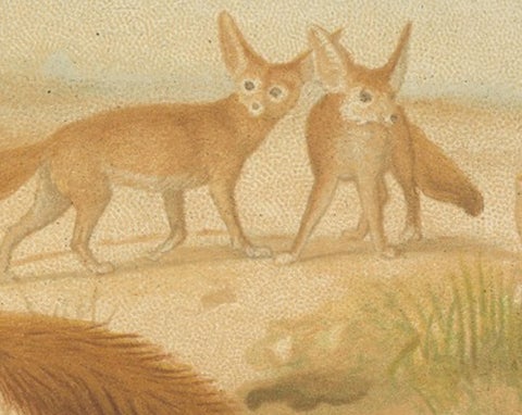 African Fennecs, Antique Desert Fox Chromolithograph, 1894, view 5