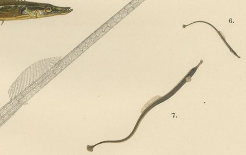Sticklebacks and Pipefish - Graceful and Intricate Scandinavian Fish Litho, 1895, close-up 2
