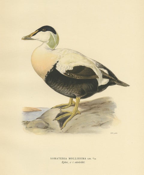 Antique Bird Print of the Female Common Eider by Von Wright, 1929, view 3