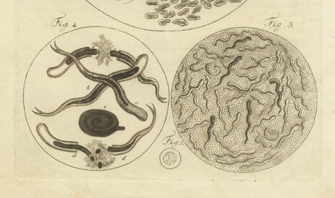 Microscopic Study of Insect Anatomy: Hand-Colored Engraving from Bertuch, 1798, close-up 1