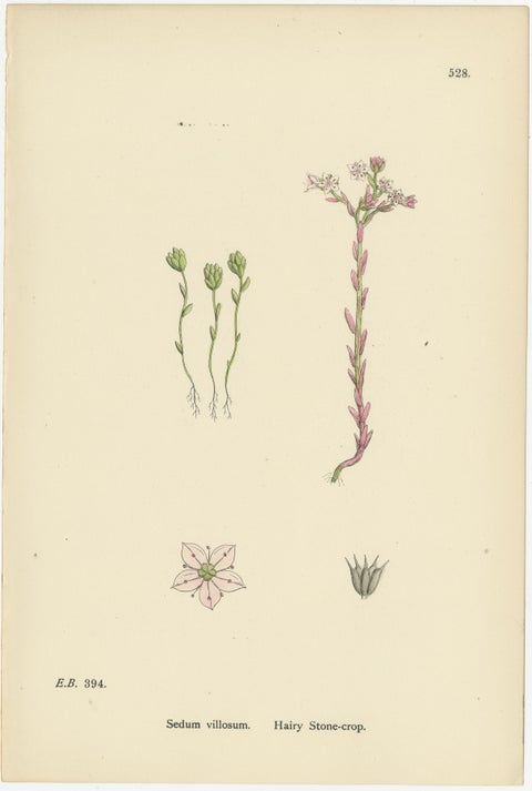 Hand-Colored Botanical Engravings of Narrow-Leaved Orpine and Stone-Crops, 1902, view 3