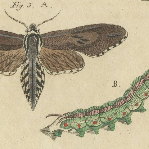 Moth Life Cycles with Caterpillars, Antique Bertuch Print, circa 1815, close-up 1