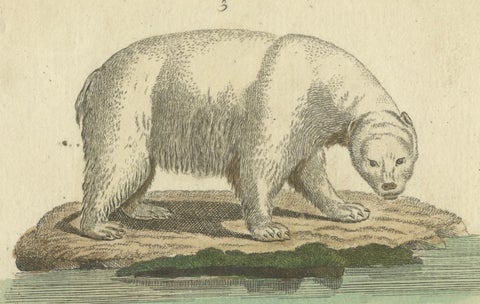 Antique Handcolored Engraving of Carnivorous Mammals, c.1800, close-up 3