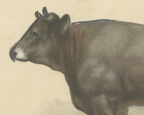 Gascon Cow, French Cattle Chromolithograph from Animaux de la Ferme, 1863, close-up 1
