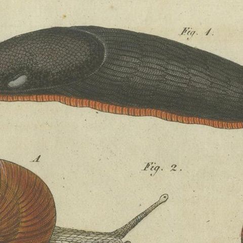 Exquisite 1805 Hand-Colored Engraving of Mollusks and Slugs from Bertuch’s Work, close-up 4