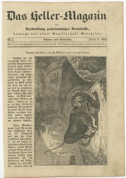 Original Antique German Print of Fight Between Buffalo and Lion, view 2