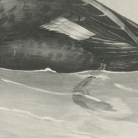 Velvet Scoter, Antique Bird Print after Lilian Medland, circa 1909, close-up 3