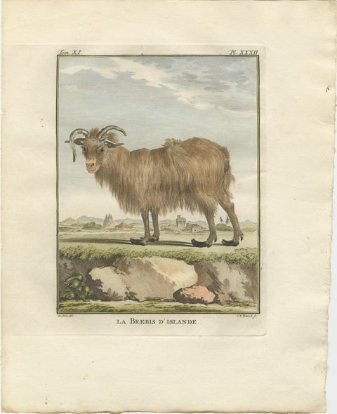 Rare 1769 Iceland Sheep Pair, Hand-Coloured Buffon Engravings Amsterdam, view 2