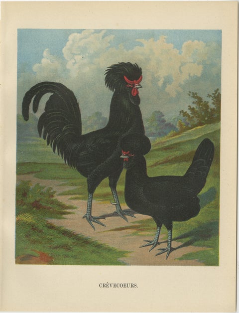 The Majestic Crèvecœur - A Rare 19th Century Poultry Lithograph, view 2