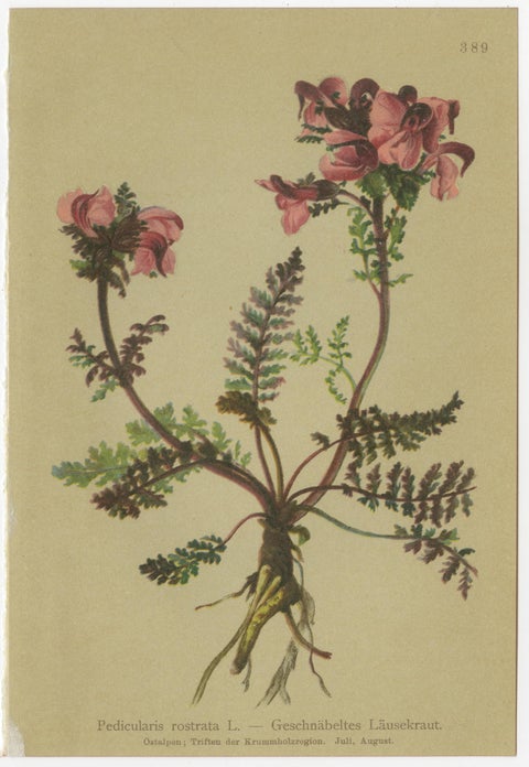 Eight Small Original Antique Pedicularis Wildflower Prints from the Alps, 1897, view 5