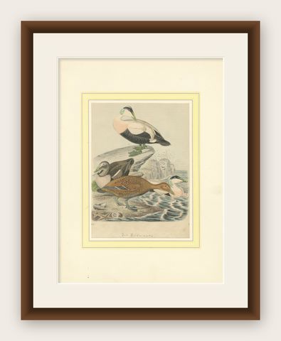 Hand-Coloured Lithograph of Eider Ducks by the Sea: An 1863 Coastal Study, shown framed