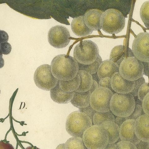 Antique Grape Varieties Botanical Print, Vitis Vinifera Study, c.1831, close-up 5