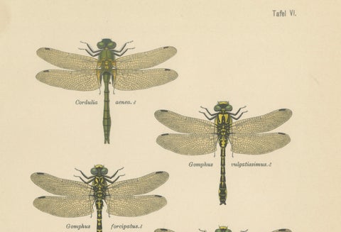 Set of Three Dragonfly & Damselfly Lithographs by Richard Tümpel, 1908, close-up 4