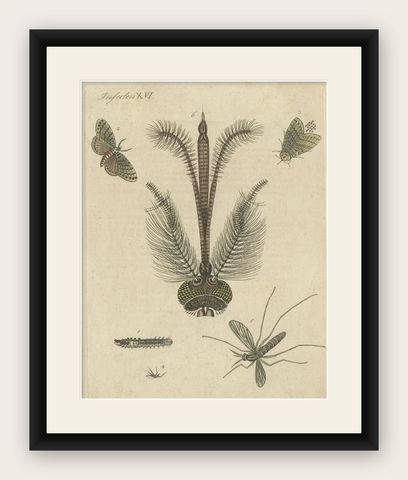 Antique Print of various Insects including the Nun Moth & Common House Mosquito, shown framed