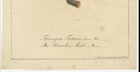 Melodic Hues: The Blue-Grey Tanager of the Tropics, circa 1820, close-up 1