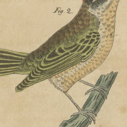 Goldcrest and Firecrest with Songbirds, Antique Bertuch Print, circa 1820, close-up 4