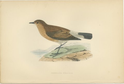 Isabelline Wheatear on a Coastal Rock, Antique Bird Print, Morris, 1896, view 2