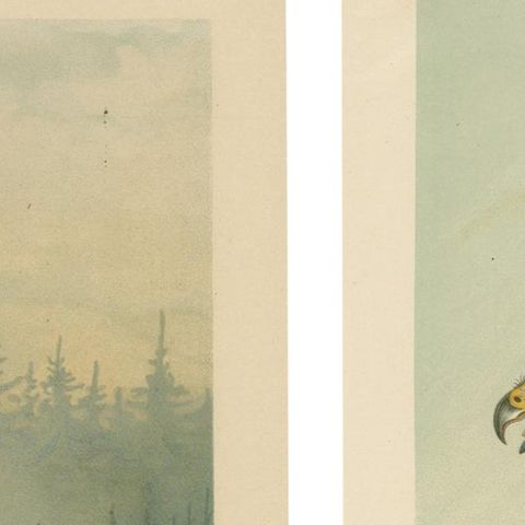 The Golden Eagle and Northern Goshawk by J.F. Naumann, Original Vintage, 1901, close-up 1