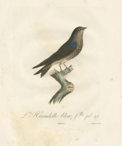 Feathered Sapphire: The Blue Swallow, A Vieillot Hand-Colored Print from 1807, view 2
