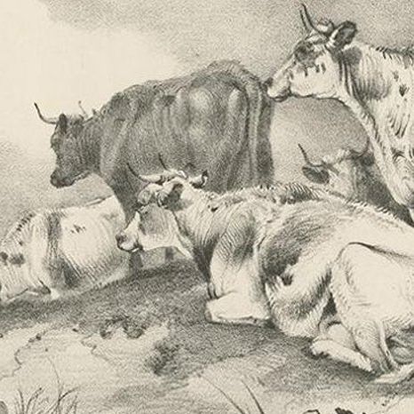 No. 29 Antique Print of Cattle and a Donkey by Cooper, 1839, close-up 1