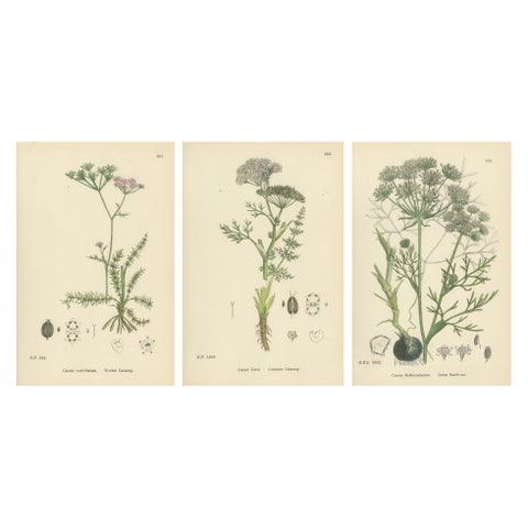 Hand-Colored Botanical Engravings of Caraway and Earth-Nut Species, 1902