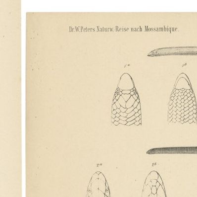 Set of 2 Antique Prints Illustrating the Anatomy of Various Amphibians, close-up 1