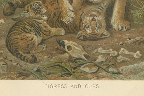 Tigress and Cubs, Antique Tiger Print, Victorian Wildlife Art 1894, close-up 4