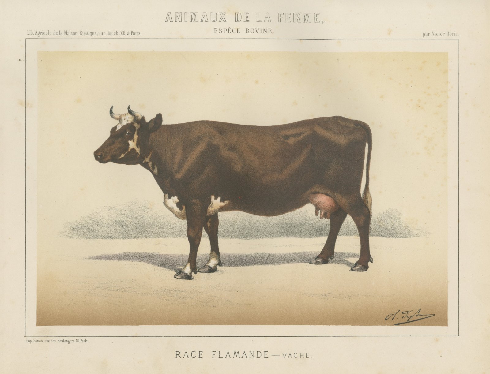Flemish Cow, French Cattle Breed, Antique Chromolithograph by Borie, 1863