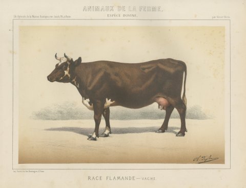 Flemish Cow, French Cattle Breed, Antique Chromolithograph by Borie, 1863