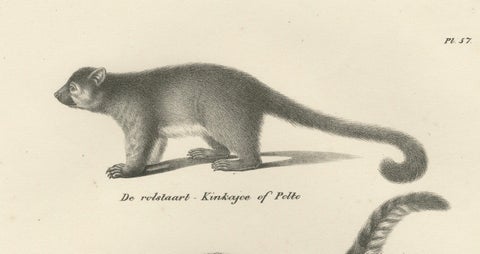 Rare 19th-Century Lithograph of Kinkajou, Coati, and European Badger, close-up 6
