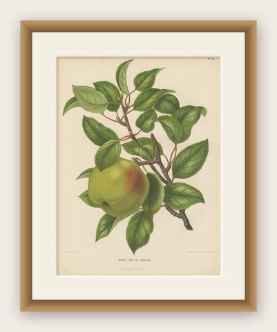 Antique Print of the Harvey Apple by G. Severeyns, 1876, shown framed