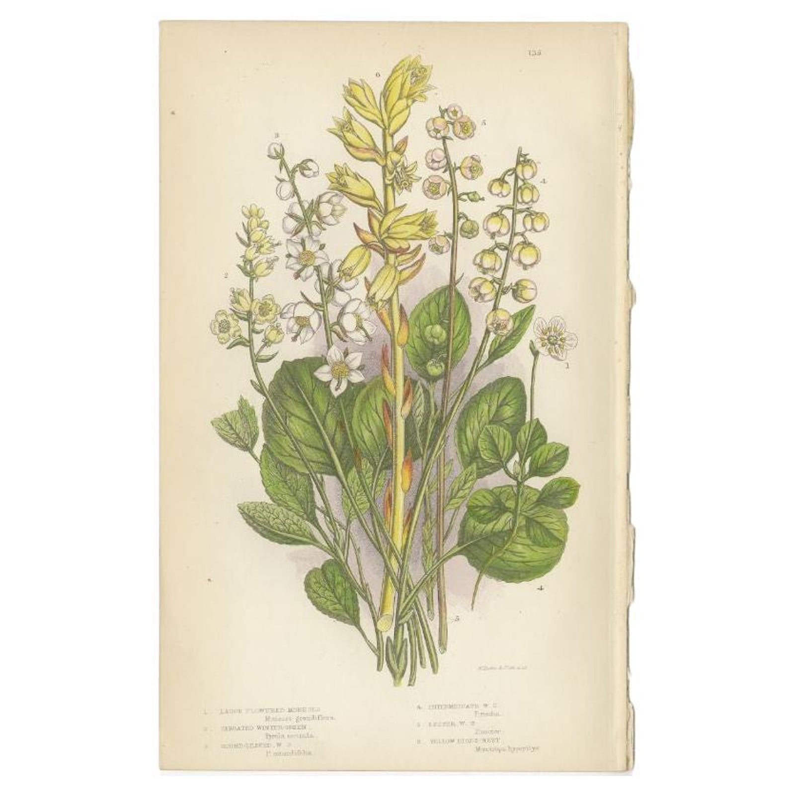 Antique Botany Print of the Large Flowered Moneses, c.1860