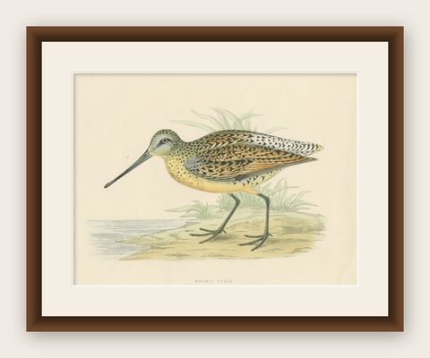 Original Antique Bird Print of a Brown Snipe, shown framed