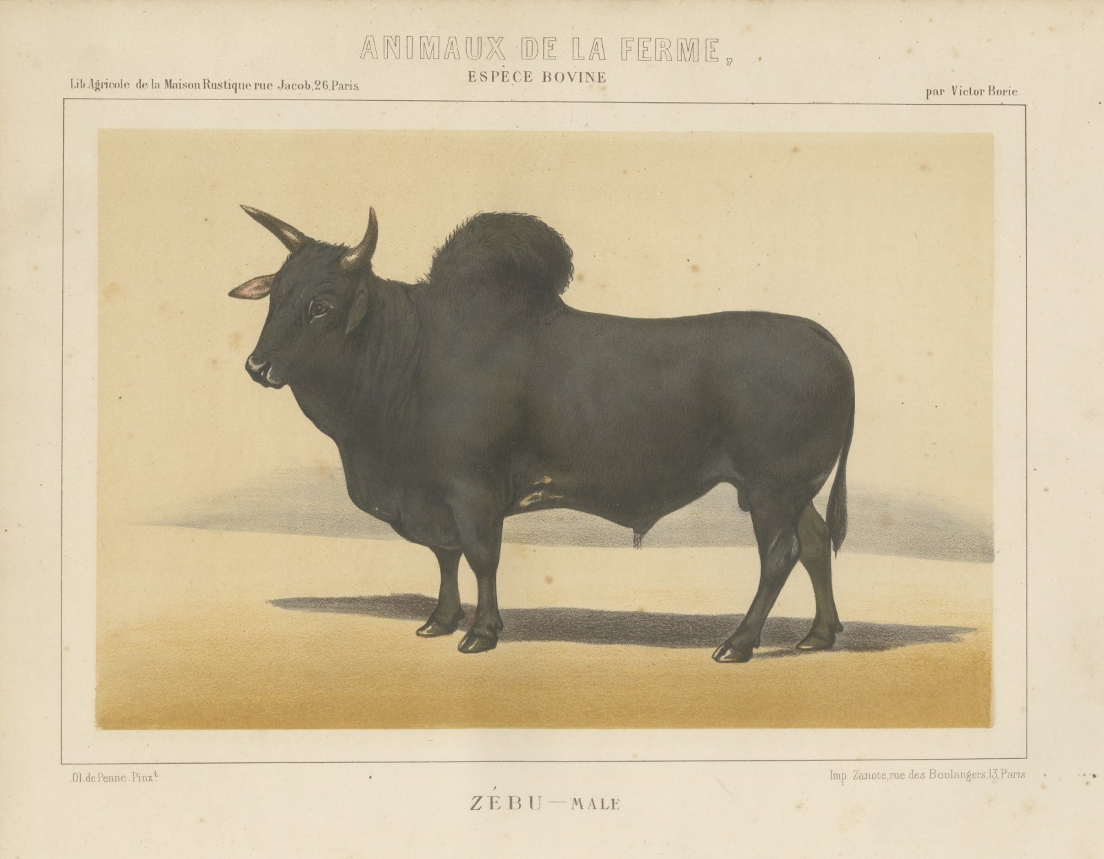 Zebu Bull, Humped Cattle Chromolithograph by Olivier de Penne, 1863